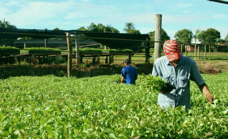 plantacion de yerba mate